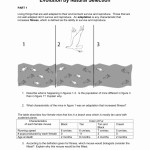 50 Darwin'S Natural Selection Worksheet Answers | Chessmuseum Template within Types Of Natural Selection Worksheet