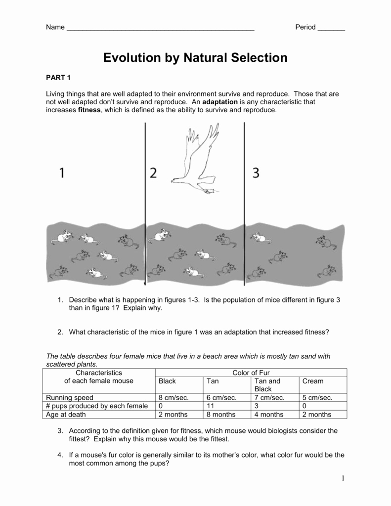 50 Darwin'S Natural Selection Worksheet Answers | Chessmuseum Template within Types Of Natural Selection Worksheet