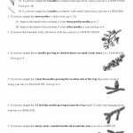 50 Dichotomous Key Worksheet Pdf | Chessmuseum Template Library inside Dichotomous Key Worksheet Pdf