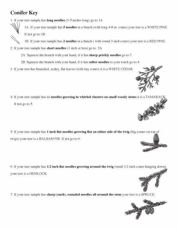 50 Dichotomous Key Worksheet Pdf | Chessmuseum Template Library inside Dichotomous Key Worksheet Pdf