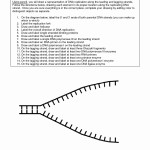 50 Dna Replication Worksheet Answer Key | Chessmuseum Template Library within Dna Replication Worksheet Answer Key