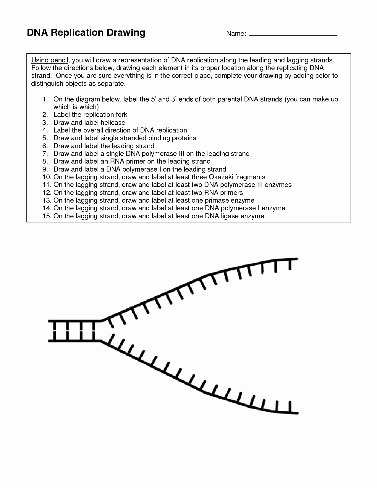 50 Dna Replication Worksheet Answer Key | Chessmuseum Template Library within Dna Replication Worksheet Answer Key