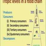 50 Ecological Pyramids Worksheet Answers | Chessmuseum Template Library Inside Ecological Pyramids Worksheet Answers