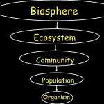 50 Ecology Review Worksheet 1 | Chessmuseum Template Library Within Ecology Review Worksheet 1