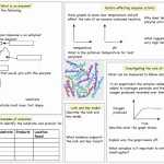 50 Enzyme Reactions Worksheet Answer Key | Chessmuseum Template Library With Enzyme Reactions Worksheet Answers
