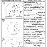 50 Enzyme Review Worksheet Answers | Chessmuseum Template Library Throughout Enzyme Review Worksheet Answers
