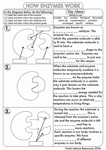 50 Enzyme Review Worksheet Answers | Chessmuseum Template Library Throughout Enzyme Review Worksheet Answers