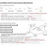 50 Food Chain Worksheet Answers | Chessmuseum Template Library Intended For Food Chain Worksheet Pdf