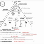 50 Food Chain Worksheet Pdf | Chessmuseum Template Library intended for Food Chain Worksheet Pdf