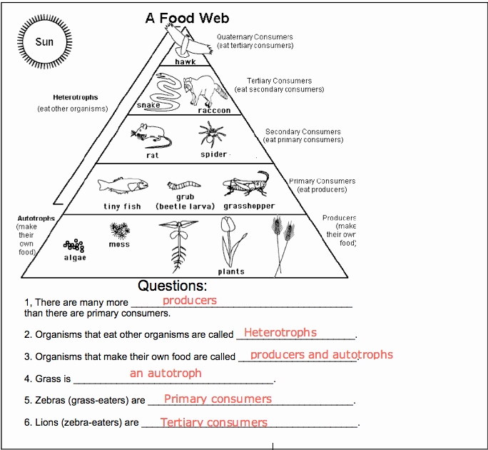 50 Food Chain Worksheet Pdf | Chessmuseum Template Library intended for Food Chain Worksheet Pdf