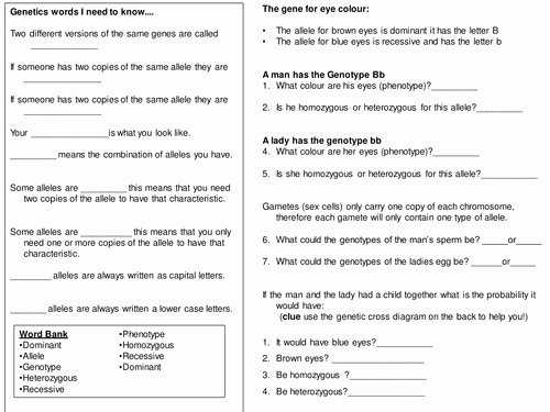 50 Genotypes And Phenotypes Worksheet Answers | Chessmuseum Template Library in Genotypes And Phenotypes Worksheet Answers