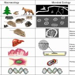 50 Levels Of Biological Organization Worksheet | Chessmuseum Template with regard to Levels Of Biological Organization Worksheet