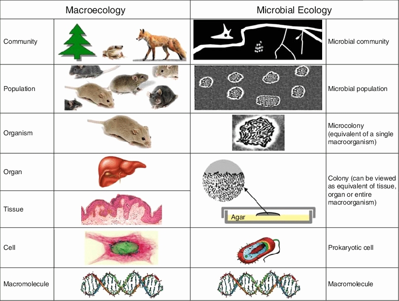 50 Levels Of Biological Organization Worksheet | Chessmuseum Template with regard to Levels Of Biological Organization Worksheet