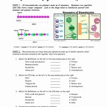 50 Macromolecules Worksheet Answer Key | Chessmuseum Template Library Inside Building Macromolecules Worksheet Answers