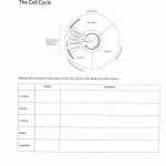 50 Meiosis Matching Worksheet Answer Key | Chessmuseum Template Library For Meiosis Matching Worksheet Answer Key