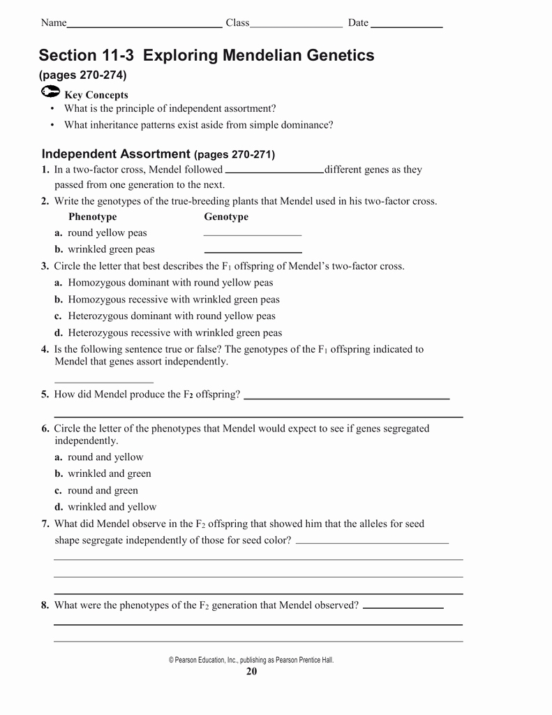 50 Mendelian Genetics Worksheet Answer Key | Chessmuseum Template Library for Mendelian Genetics Worksheet Answers