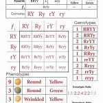 50 Monohybrid Cross Worksheet Answers | Chessmuseum Template Library Regarding Monohybrid Crosses Worksheet Answers