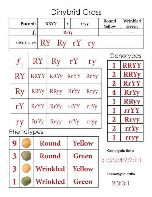 50 Monohybrid Cross Worksheet Answers | Chessmuseum Template Library Regarding Monohybrid Crosses Worksheet Answers