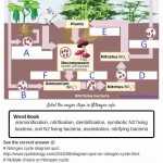 50 Nitrogen Cycle Worksheet Answers | Chessmuseum Template Library For Nitrogen Cycle Worksheet Answer Key