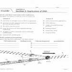 50 Nucleic Acids Worksheet Answers | Chessmuseum Template Library in Nucleic Acids Worksheet Answers