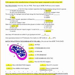 50 Photosynthesis Diagrams Worksheet Answers | Chessmuseum Template Library in Photosynthesis Diagrams Worksheet Answers