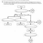 50 Photosynthesis Diagrams Worksheet Answers | Chessmuseum Template Library Inside Photosynthesis Diagrams Worksheet Answers