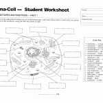 50 Prokaryotes Vs Eukaryotes Worksheet | Chessmuseum Template Library regarding Prokaryotes Vs Eukaryotes Worksheet