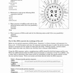 50 Protein Synthesis Practice Worksheet | Chessmuseum Template Library With Regard To Protein Synthesis Review Worksheet