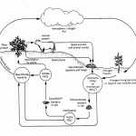 50 The Carbon Cycle Worksheet Answers | Chessmuseum Template Library With Regard To The Carbon Cycle Worksheet Answers