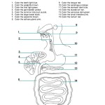 9 5 Digestion In The Small Intestine Worksheet Answers intended for Human Digestive System Worksheet