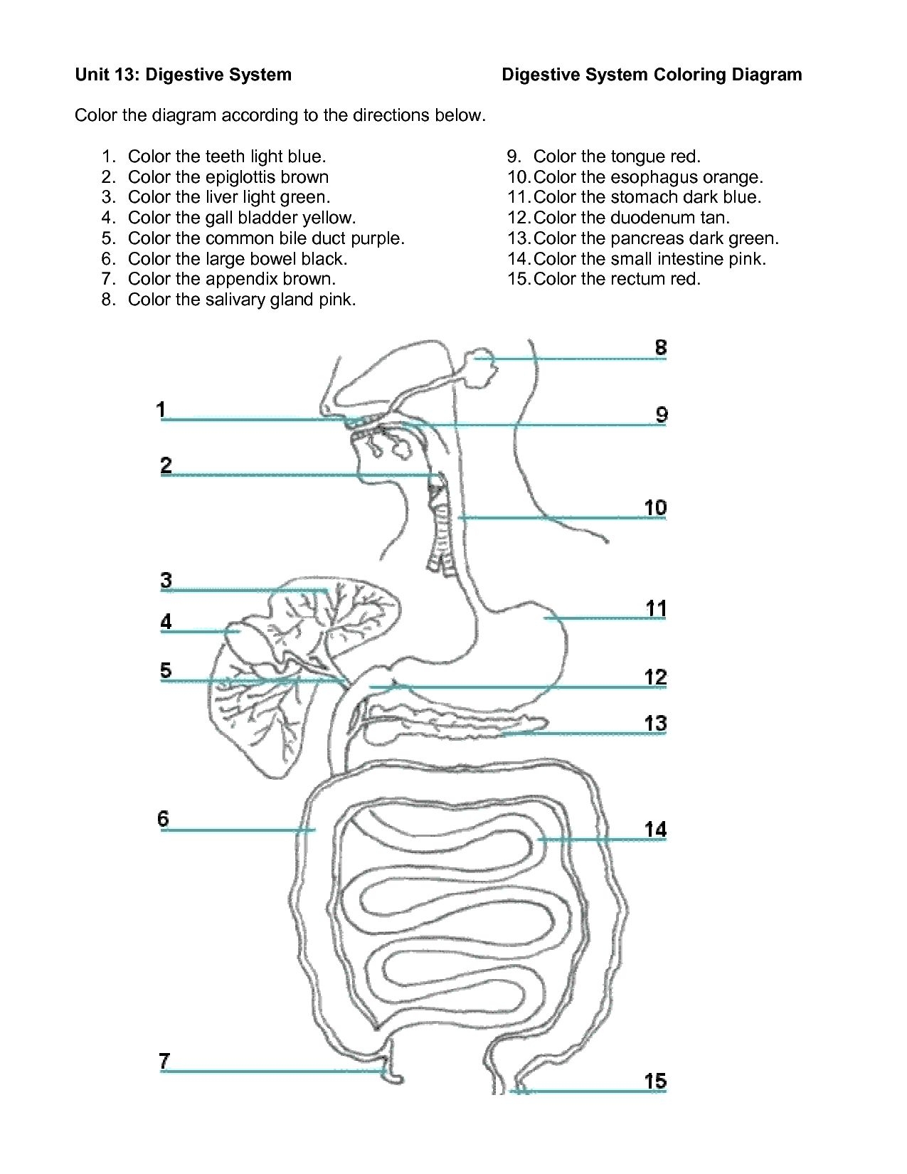 9 5 Digestion In The Small Intestine Worksheet Answers intended for Human Digestive System Worksheet