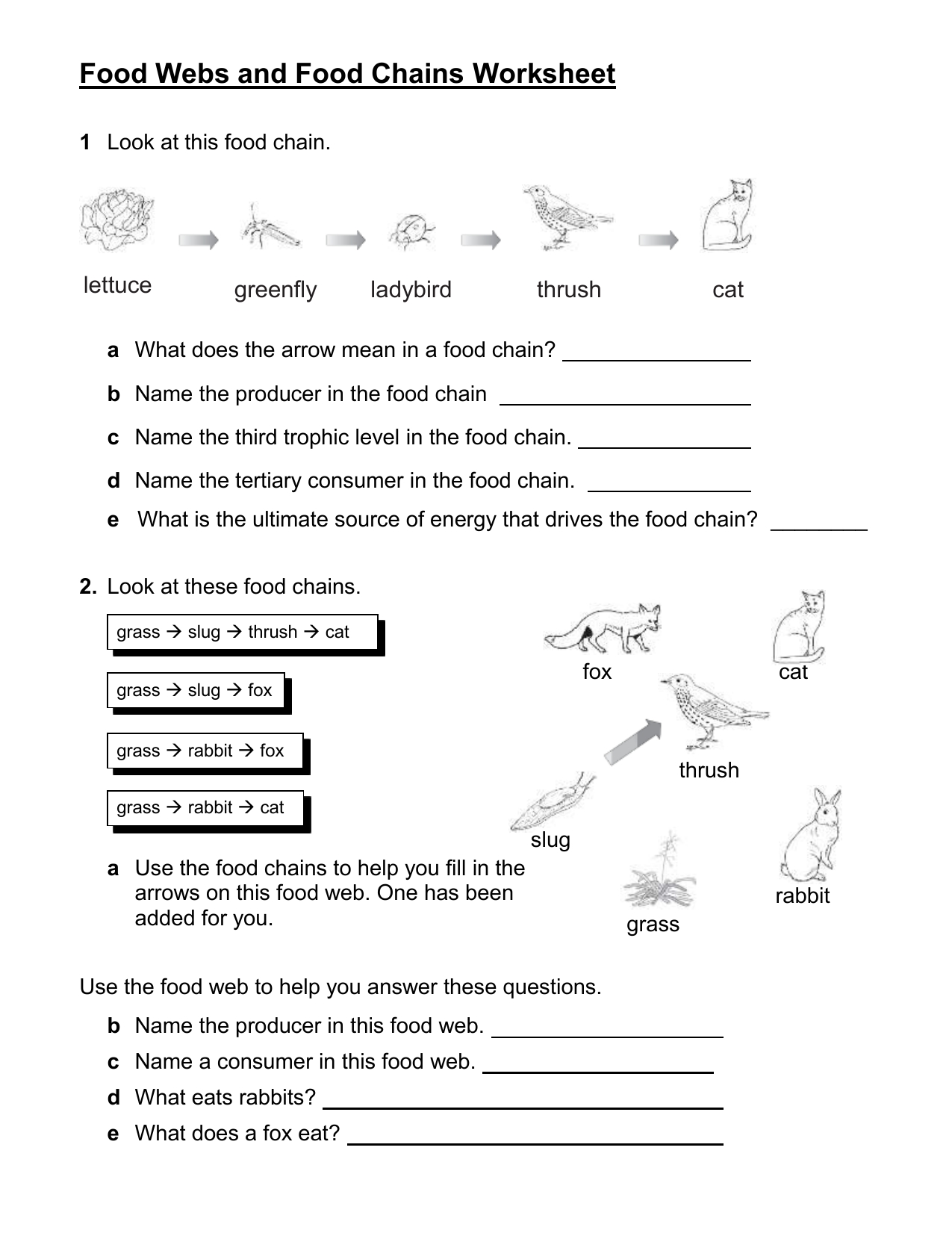 Act Food Webs And Food Chains Worksheet intended for Food Web Worksheet High School
