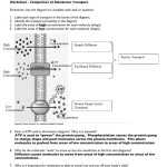 Active And Passive Transport Worksheet Answers with Cell Membrane Coloring Worksheet Answers