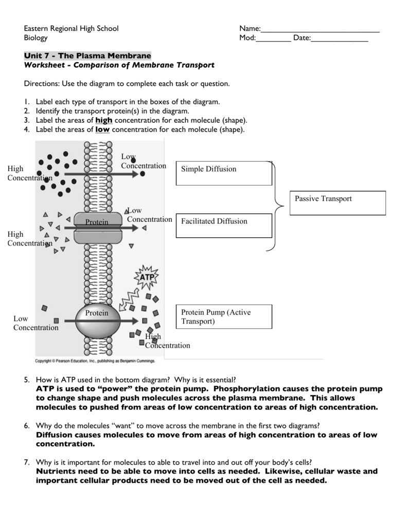 Active And Passive Transport Worksheet Answers with Cell Membrane Coloring Worksheet Answers