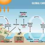 Activity 7: Carbon On The Move – Southeastern Forests And Climate Change Pertaining To Carbon Cycle Diagram Worksheet