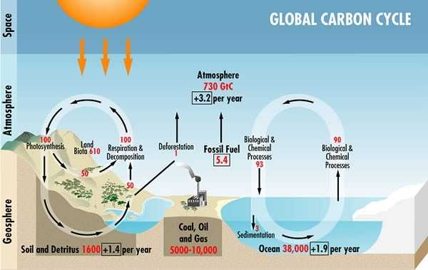 Activity 7: Carbon On The Move - Southeastern Forests And Climate Change Pertaining To Carbon Cycle Diagram Worksheet