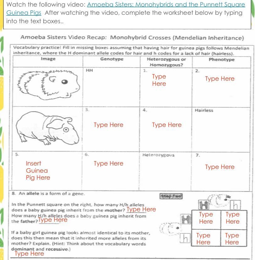 Amoeba Sisters Monohybrid Crosses Worksheet Answers - Ehydepark For Monohybrid Crosses Worksheet Answers