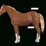 Anatomy Of The Horse | Horse Courses Online Intended For Parts Of The Horse Worksheet