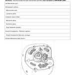 Animal And Plant Cell Coloring Worksheet Answers – Herbalful With Regard To Plant Cell Worksheet Answers
