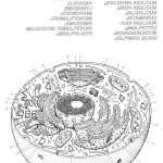 Animal And Plant Cell Coloring Worksheet Throughout Cell Membrane Coloring Worksheet Answers