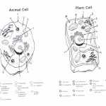 Animal And Plant Cells Worksheet Answers – Greenium With Regard To Animal And Plant Cells Worksheet