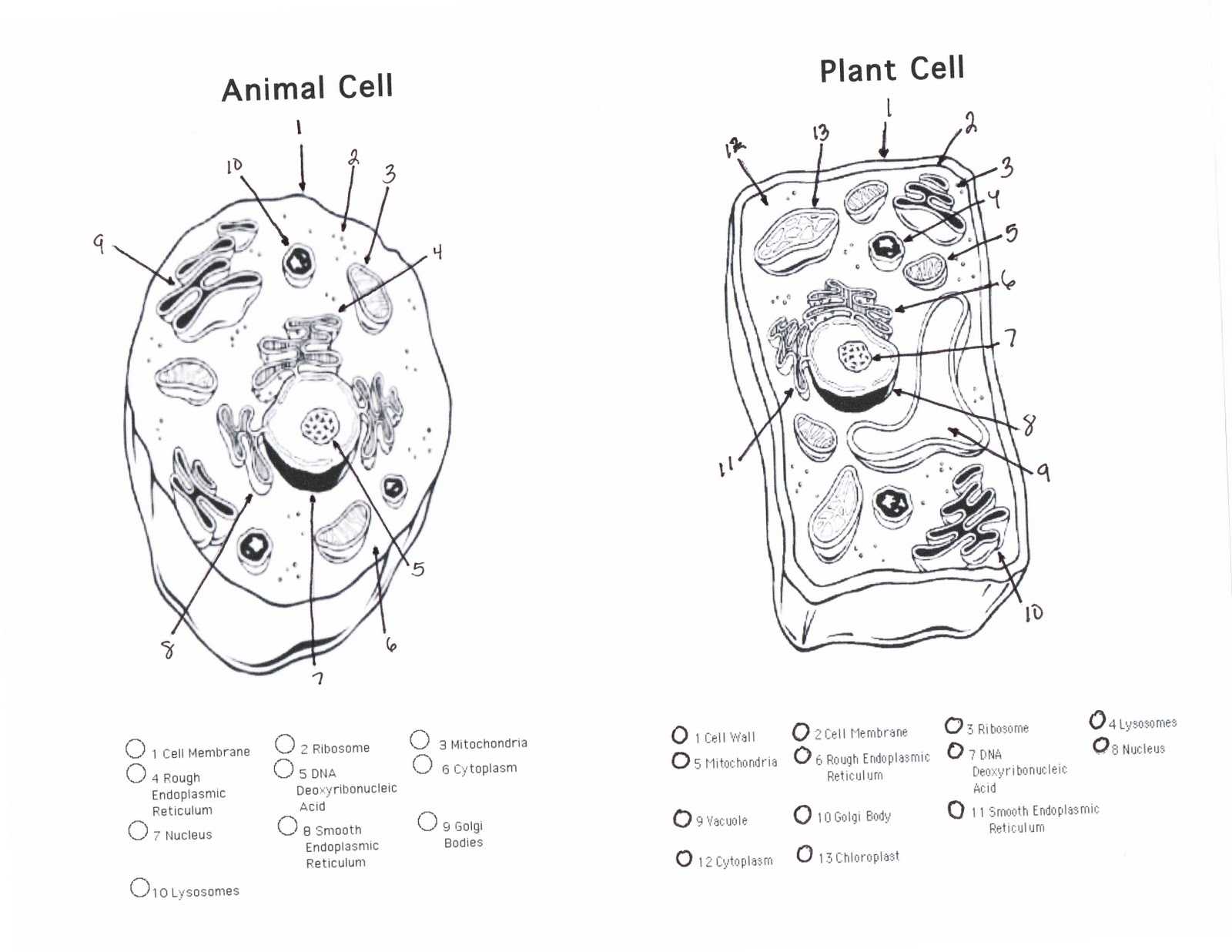Animal And Plant Cells Worksheet Answers - Greenium With Regard To Animal And Plant Cells Worksheet