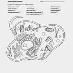 Animal And Plant Cells Worksheet Answers Key – Aiminspire Intended For Plant Cell Worksheet Answers