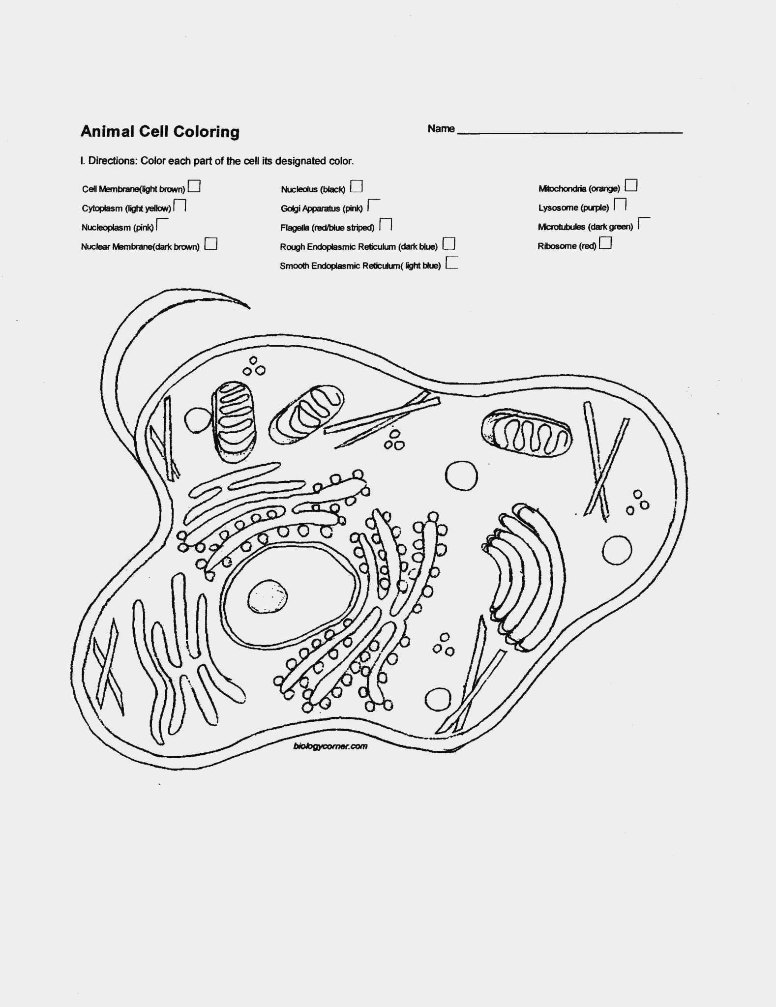 Animal And Plant Cells Worksheet Answers Key - Aiminspire Intended For Plant Cell Worksheet Answers