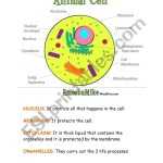 Animal And Plant Cells Worksheet In Animal And Plant Cells Worksheet