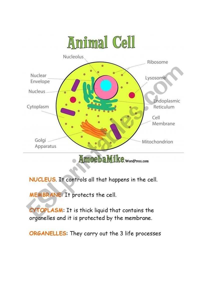 Animal And Plant Cells Worksheet In Animal And Plant Cells Worksheet