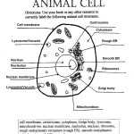 Animal Cell Answer Key : Biological Science Picture Directory Regarding Cell Organelles Worksheet Answer Key