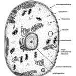 Animal Cell Coloring Page – Coloring Home Inside Animal Cell Coloring Worksheet