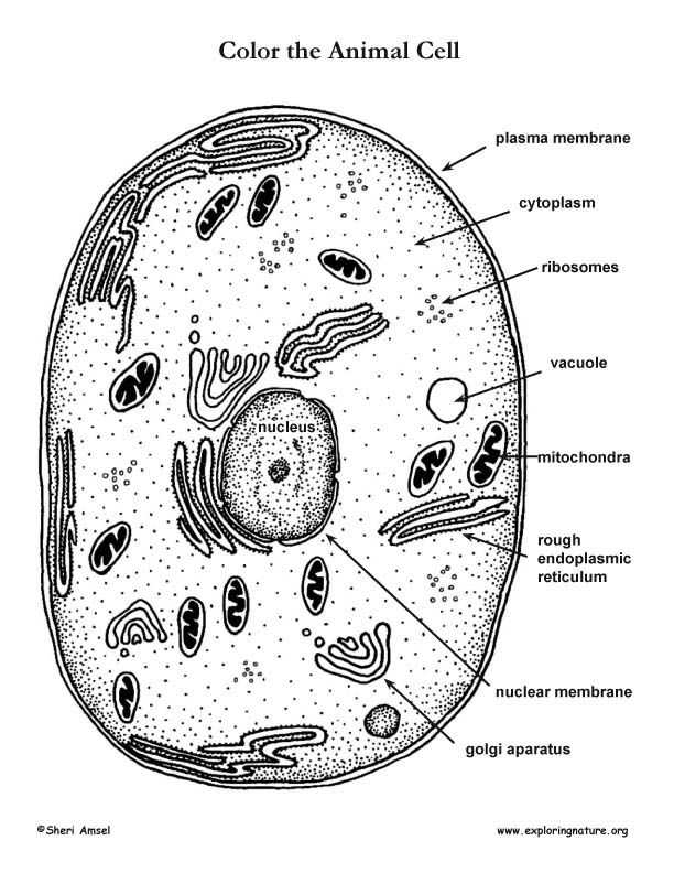 Animal Cell Coloring Page - Coloring Home Inside Animal Cell Coloring Worksheet
