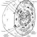 Animal Cell Coloring Worksheet Answer Key With Animal Cell Coloring Worksheet